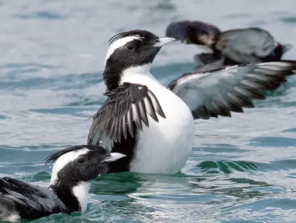 水辺で羽ばたくカンムリウミスズメ